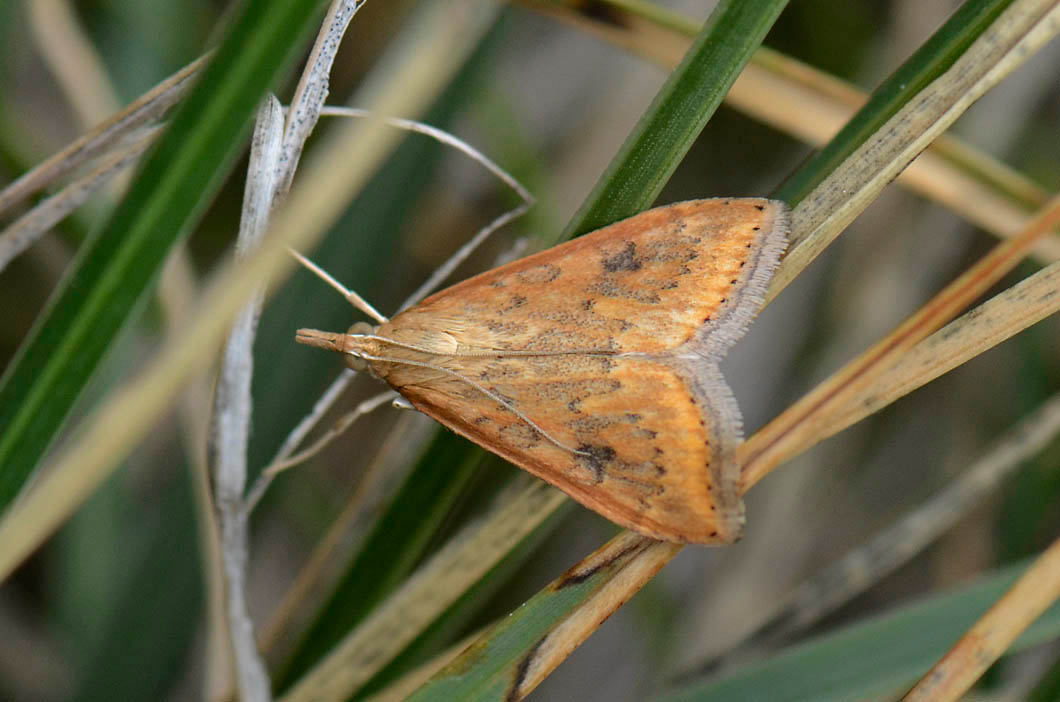 Falena da id. - Udea ferrugalis